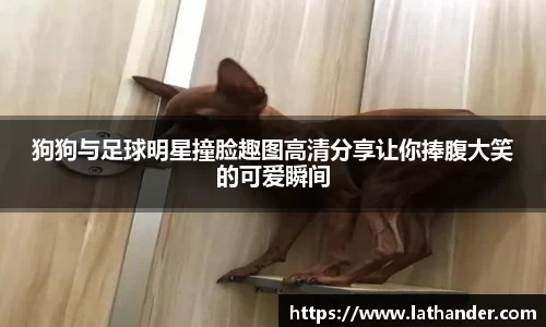 狗狗与足球明星撞脸趣图高清分享让你捧腹大笑的可爱瞬间